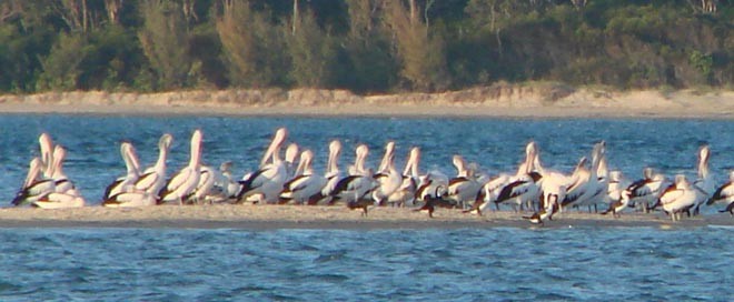 Pelicans galore © BW Media